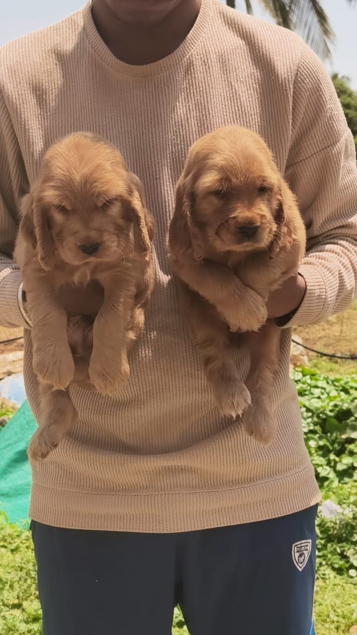 Buy Male Cocker Spaniel Puppy from  India